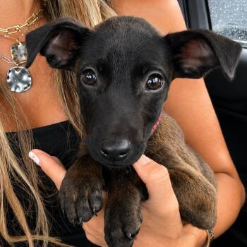 Bettie - With A Huge Heart -  Miniature Pinscher and Labrador Retriever Dog for Adoption in Carolina, Carolina - Bettie - With A Huge Heart | PetCurious