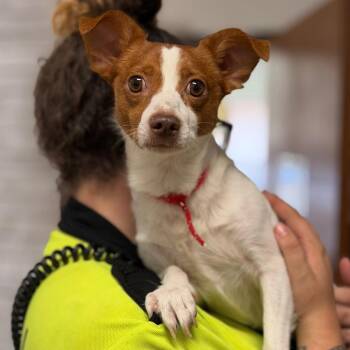 James -  Terrier and Mixed Breed Dog for Adoption in Fort Smith, Arkansas - James | PetCurious
