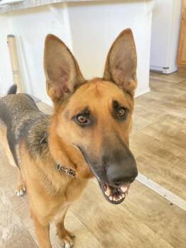 Beauty -  German Shepherd Dog Dog for Adoption in San Diego, California - Beauty | PetCurious