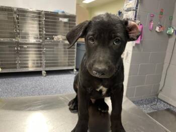 RANGER -  German Shepherd Dog Dog for Adoption in Riverside, California - RANGER | PetCurious