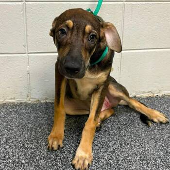 Bop -  Mixed Breed Dog for Adoption in New York, New York - Bop | PetCurious