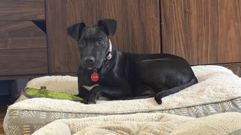 Chicken (m) -  Labrador Retriever Dog for Adoption in Nashville, Tennessee - Chicken (m) | PetCurious
