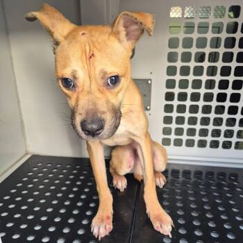 Mixed Breed Dogs Available for Adoption - 02/19/26-Stray-SonomaPointeDrive | PetCurious