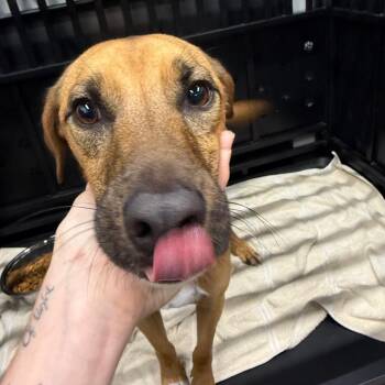 Ringo -  Black Mouth Cur and Mixed Breed Dog for Adoption in Abilene, Texas - Ringo | PetCurious