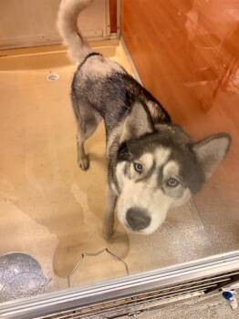 Siberian Husky Dogs Available for Adoption - SKY | PetCurious