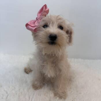 West Highland White Terrier Westie and Poodle Dogs Available for Adoption in Wrightstown, New Jersey - Wendy | PetCurious