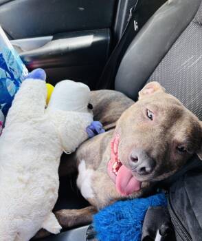 Bruno Mars -  Pit Bull Terrier Dog for Adoption in Rogers, Arkansas - Bruno Mars | PetCurious