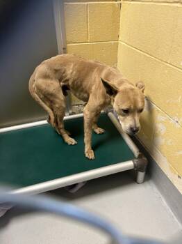 Pit Bull Terrier and Mixed Breed Dogs Available for Adoption in Tulsa, Oklahoma - PAC MAN | PetCurious
