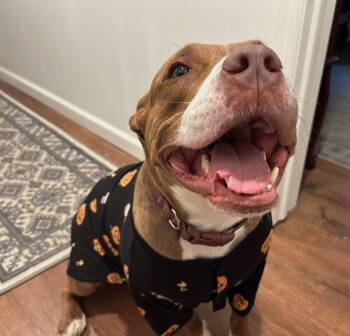 Hazel -  Mixed Breed Dog for Adoption in Vassalboro, Maine - Hazel | PetCurious