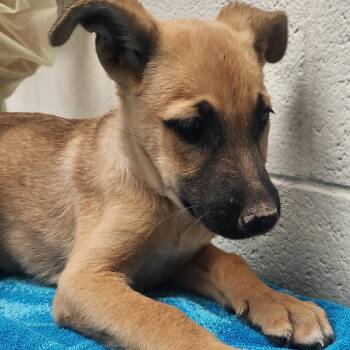 Astarion -  German Shepherd Dog and Labrador Retriever Dog for Adoption in Murray, Utah - Astarion | PetCurious