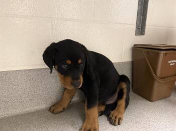 BOBBY -  Rottweiler Dog for Adoption in Auburn, California - BOBBY | PetCurious