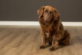 Rescue Retriever Dogs for Adoption in Grove City, Ohio - Paulding | PetCurious