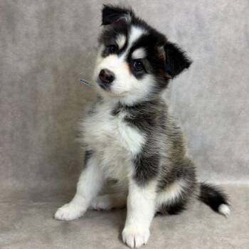 1218 (2026) Kiki -  Siberian Husky and Shepherd Dog for Adoption in Parker, Colorado - 1218 (2026) Kiki | PetCurious