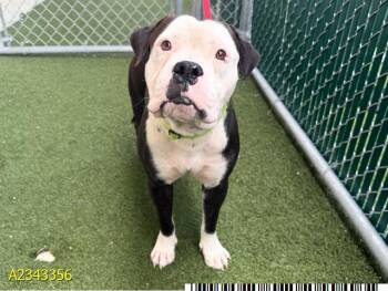 ODIN -  Mixed Breed Dog for Adoption in West Palm Beach, Florida - ODIN | PetCurious