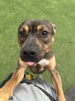 Terrier and American Dogs Available for Adoption - Simon | PetCurious