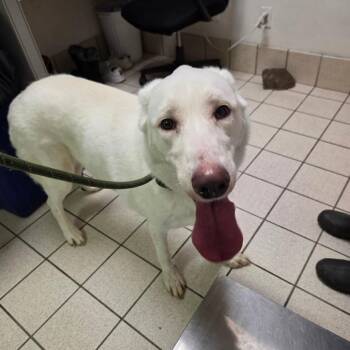 Mixed Breed Dogs Available for Adoption in Charleston, West Virginia - Max | PetCurious