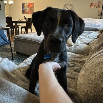 Larry -  Australian Cattle Dog Blue Heeler and Beagle Dog for Adoption in Plainfield, Illinois - Larry | PetCurious