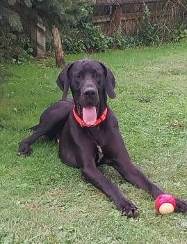 THEO -  Great Dane Dog for Adoption in Louisville, Ohio - THEO | PetCurious