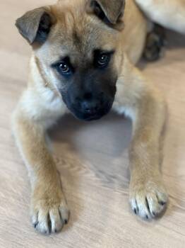Shepherd Dogs Available for Adoption - Luanne | PetCurious