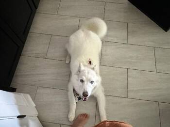 Siberian Husky Dogs Available for Adoption in Fayetteville, Arkansas - Ellie | PetCurious