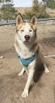 Rescue Siberian Husky Dogs for Adoption in Jefferson City, Missouri - Liam-Coming Soon | PetCurious