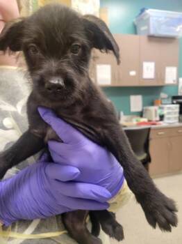 Terrier and Mixed Breed Dogs Available for Adoption in Fishers, Indiana - Onyx | PetCurious
