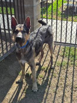 PADDINGTON -  German Shepherd Dog Dog for Adoption in Riverside, California - PADDINGTON | PetCurious