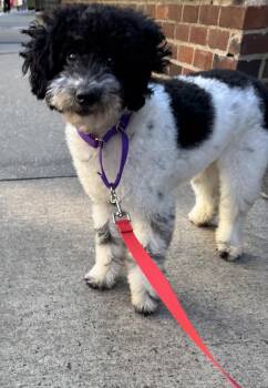Beaux -  Miniature Poodle Dog for Adoption - Beaux | PetCurious