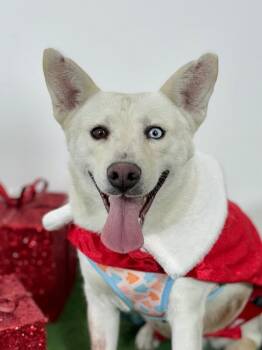 Zumba-One of our Amazing Rescue Dogs -  Husky and Shepherd Dog for Adoption in Carlsbad, California - Zumba-One Of Our Amazing Rescue Dogs | PetCurious