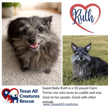 Cairn Terrier Dogs Available for Adoption in Alvarado, Texas - Baby Ruth | PetCurious