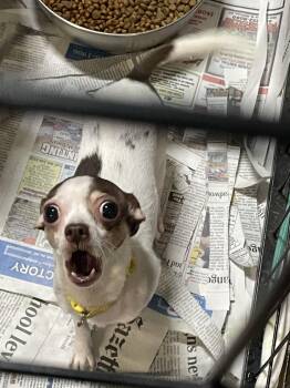 Mia -  Chihuahua Dog for Adoption in Billings, Montana - Mia | PetCurious