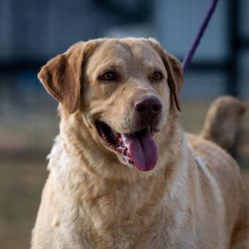 Rescue Chesapeake Bay Retriever and Yellow Labrador Retriever Dogs for Adoption in Austin, Texas - Old Yeller JuM | PetCurious