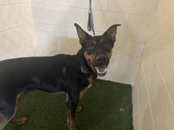 Rescue German Shepherd Dog and Mixed Breed Dogs for Adoption in Winter Haven, Florida - A1244848 | PetCurious