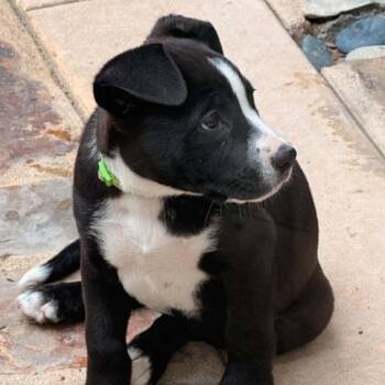 Koda (C000-251) - Costa Mesa Location *Available 7/3* -  Labrador Retriever and Border Collie Dog for Adoption in Chino Hills, California - Koda (C000-251) - Costa Mesa Location *Available 7/3* | PetCurious