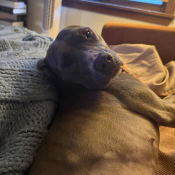 Princess -  Pit Bull Terrier Dog for Adoption in Madison, Wisconsin - Princess | PetCurious