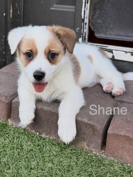 Shane -  Jack Russell Terrier and Australian Shepherd Dog for Adoption in Phoenix, Arizona - Shane | PetCurious
