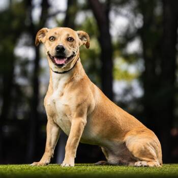 Duke -  Mixed Breed Dog for Adoption in Jupiter, Florida - Duke | PetCurious