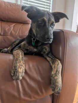 Ruby -  Shepherd Dog for Adoption in Delson, Quebec - Ruby | PetCurious