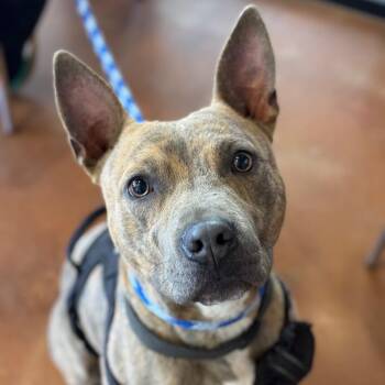 Mixed Breed Dogs Available for Adoption in Goleta, California - Remi | PetCurious