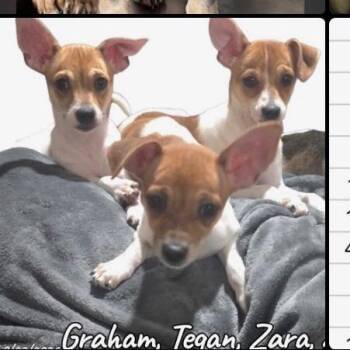 Zara Available 10/23 -  Chihuahua Dog for Adoption in Loves Park, Illinois - Zara Available 10/23 | PetCurious