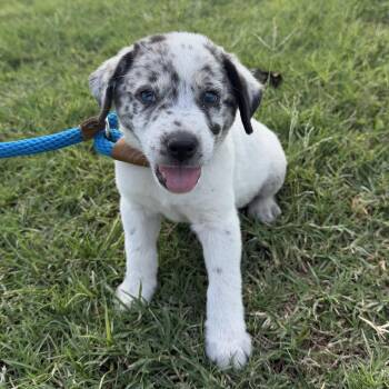 Brioche -  Catahoula Leopard Dog and Australian Cattle Dog Blue Heeler Dog for Adoption in Harlingen, Texas - Brioche | PetCurious