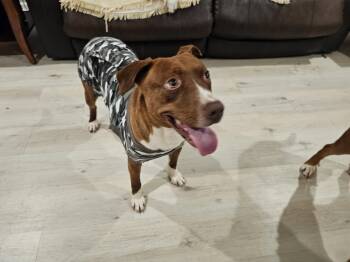 Rescue Australian Kelpie Dogs for Adoption in Trinity, North Carolina - Jagger | PetCurious