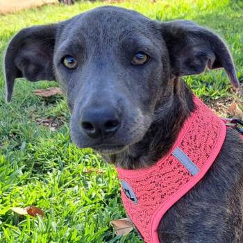 Tamara -  Labrador Retriever and Terrier Dog for Adoption in Santa Ana, California - Tamara | PetCurious