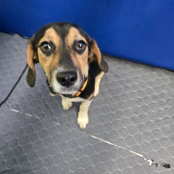 Hound Dogs Available for Adoption in Newport, Tennessee - Gretchen (Orange Collar) | PetCurious