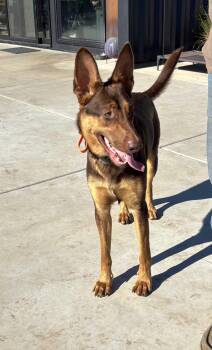 Rescue German Shepherd Dog and Doberman Pinscher Dogs for Adoption in Tracy, California - Killian | PetCurious