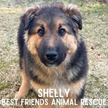 Shelly -  German Shepherd Dog Dog Available for Adoption in Wasilla, Alaska - Shelly | PetCurious