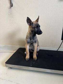 Belgian Shepherd Malinois and German Shepherd Dog Dogs Available for Adoption in Santa Cruz, California - HONEY MUSHROOM* | PetCurious