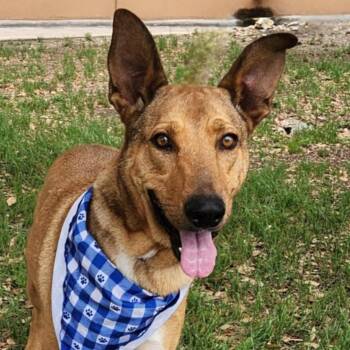 German Shepherd Dog Dogs Available for Adoption - Aries JuM* | PetCurious