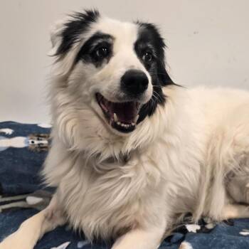 Australian Shepherd Dogs Available for Adoption - Grace | PetCurious