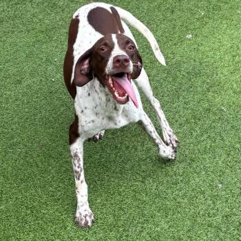 Penny 9452 -  English Pointer Dog for Adoption in Loxahatchee Groves, Florida - Penny 9452 | PetCurious